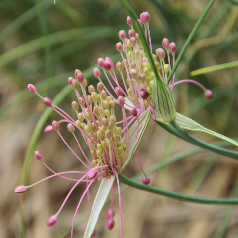 Allium huber-morathii