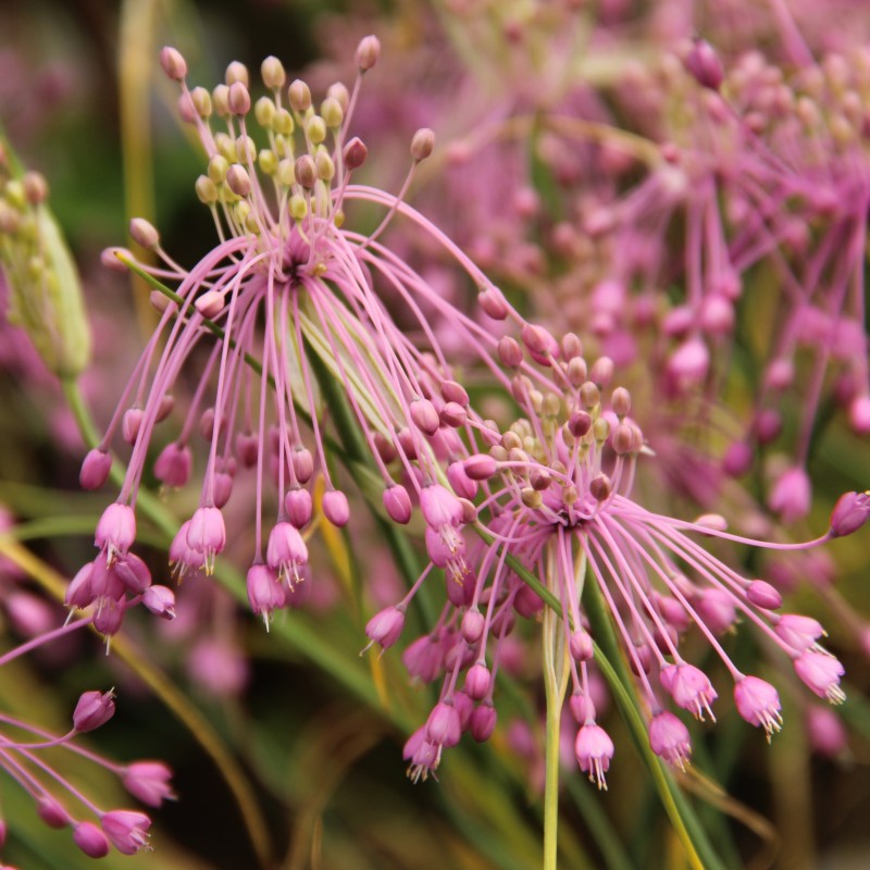 Allium huber-morathii