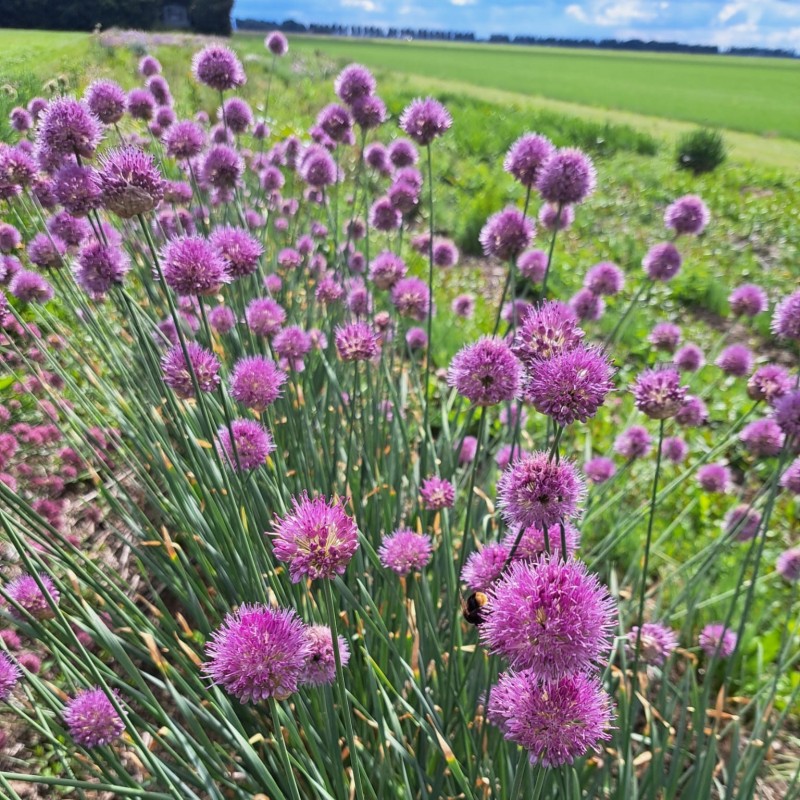 Allium hymenorhizum Allium hymenorhizum