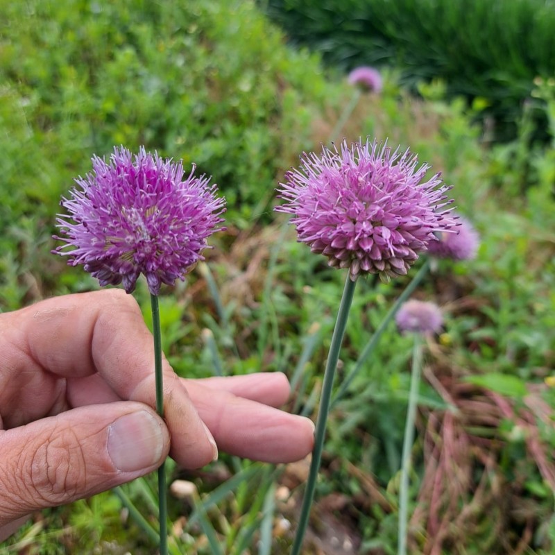 Allium hymenorhizum Allium hymenorhizum