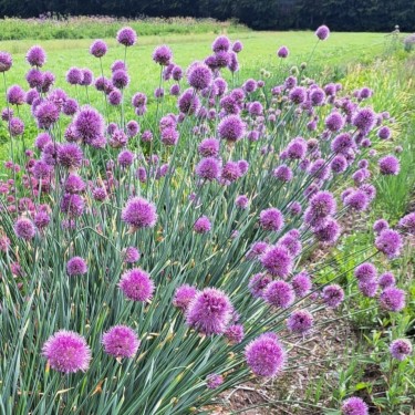 Allium hymenorhizum Allium hymenorhizum