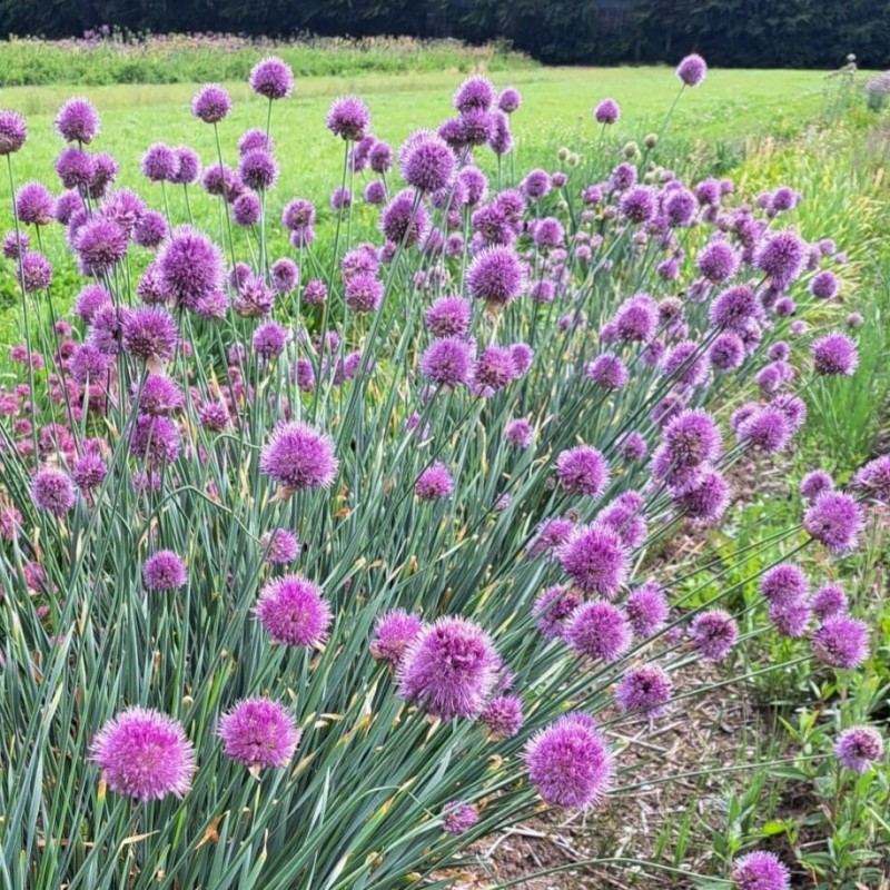 Allium hymenorhizum Allium hymenorhizum