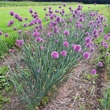 Allium hymenorhizum Allium hymenorhizum