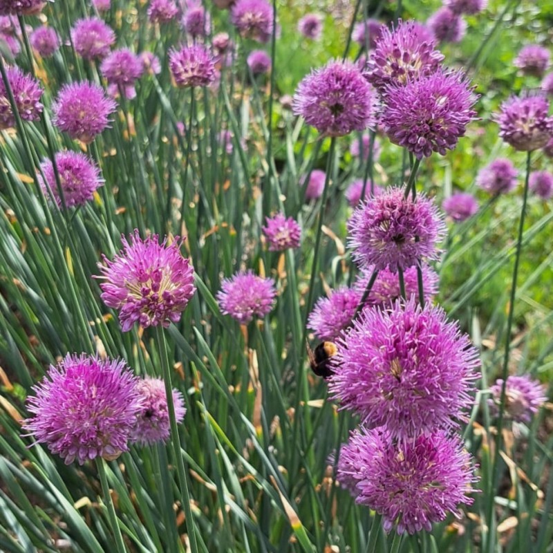 Allium hymenorhizum Allium hymenorhizum