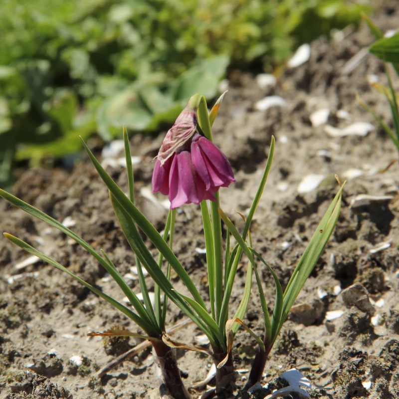 Allium insubricum