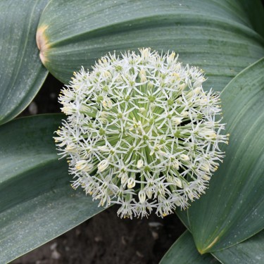 Allium karataviense 'Ivory Queen'