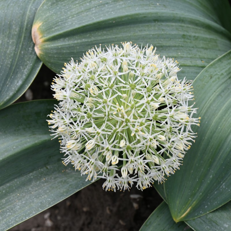 Allium karataviense 'Ivory Queen'