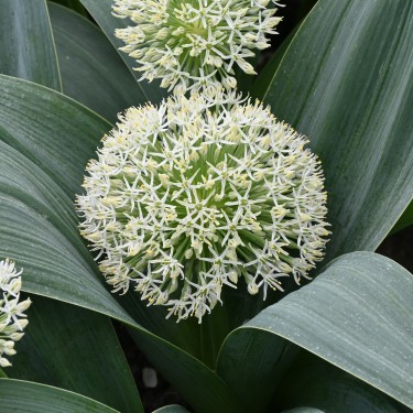 Allium karataviense 'Ivory Queen'