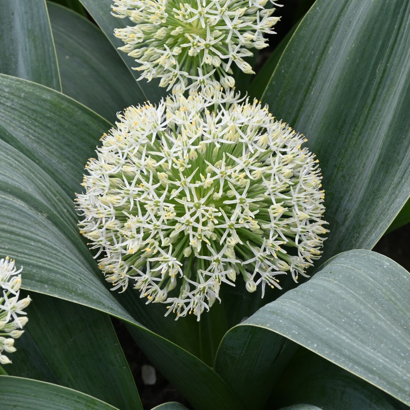Allium karataviense 'Ivory Queen'