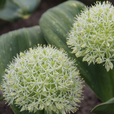 Allium karataviense 'Ivory Queen'