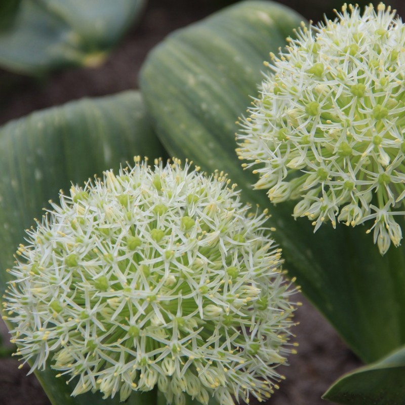 Allium karataviense 'Ivory Queen'