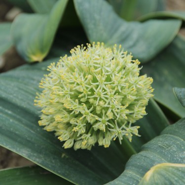 Allium karataviense 'Ivory Queen'