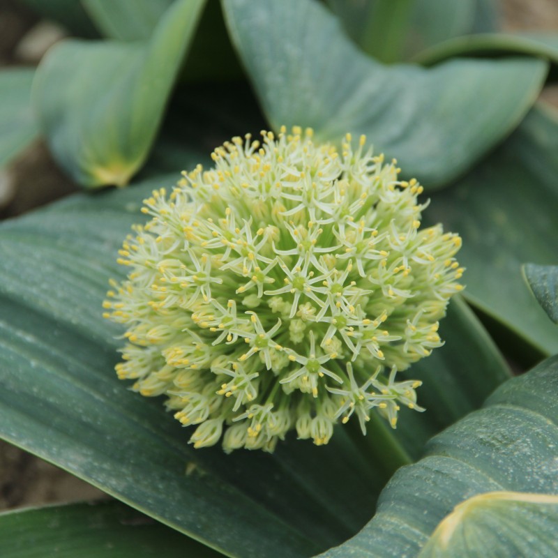 Allium karataviense 'Ivory Queen'
