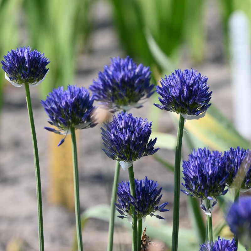 Allium litvinovii