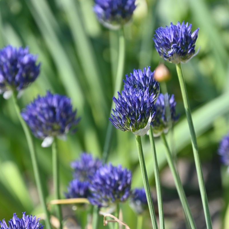 Allium litvinovii