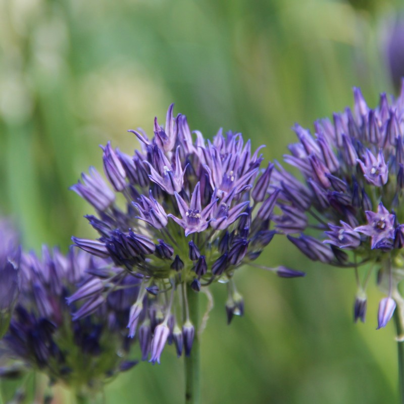 Allium litvinovii