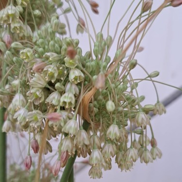 Allium longispathum