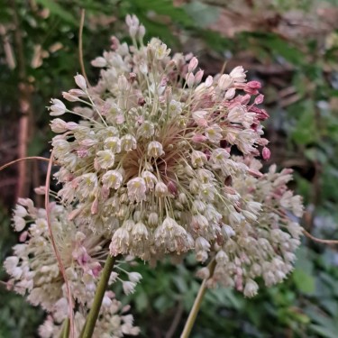 Allium longispathum