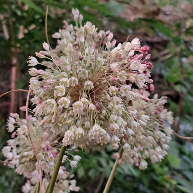 Allium longispathum
