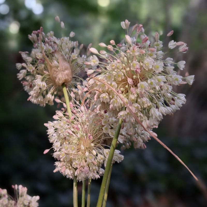 Allium longispathum