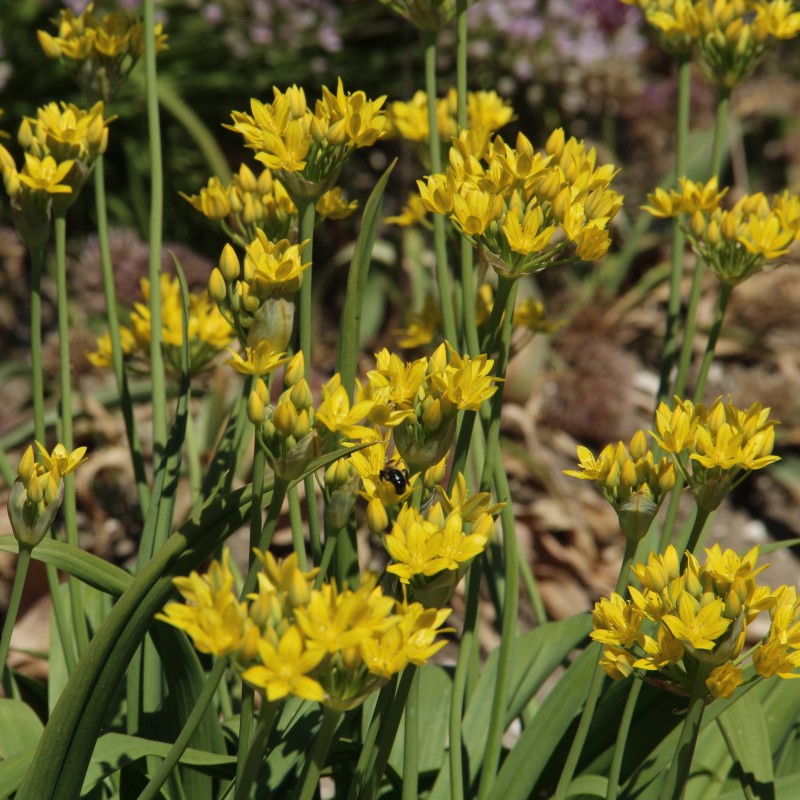 Allium moly 'Jeannine'