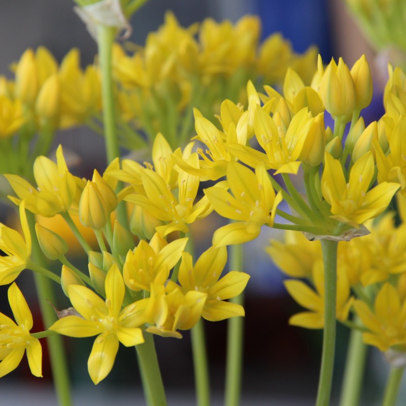 Allium moly 'Jeannine'