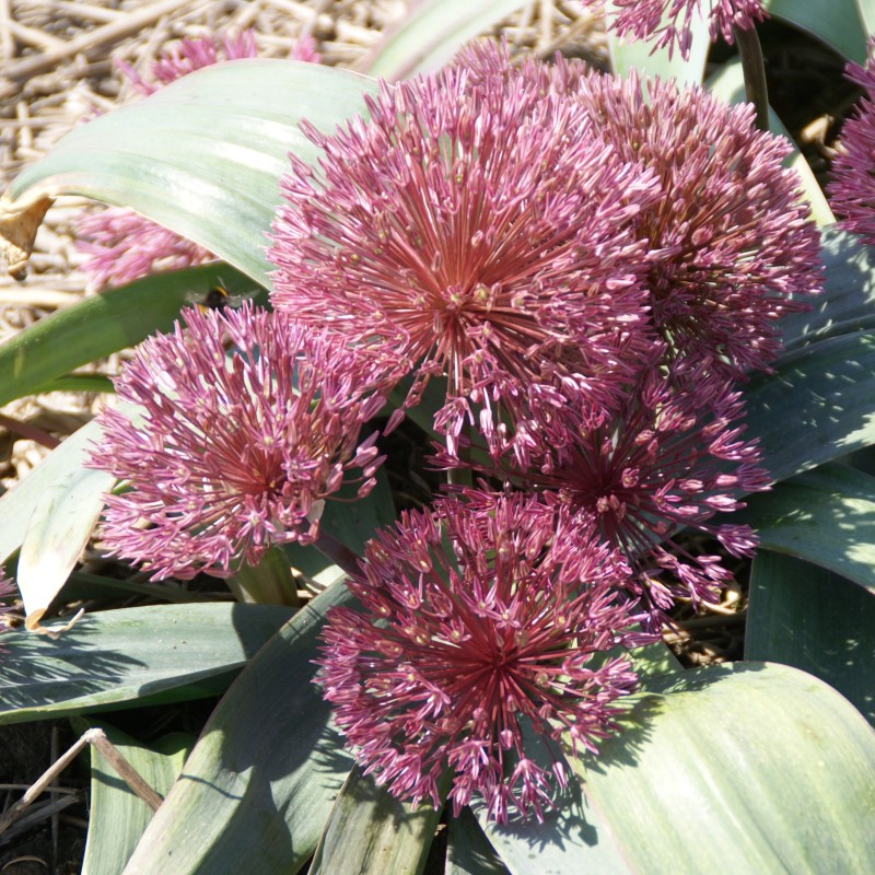 Allium nevskianum