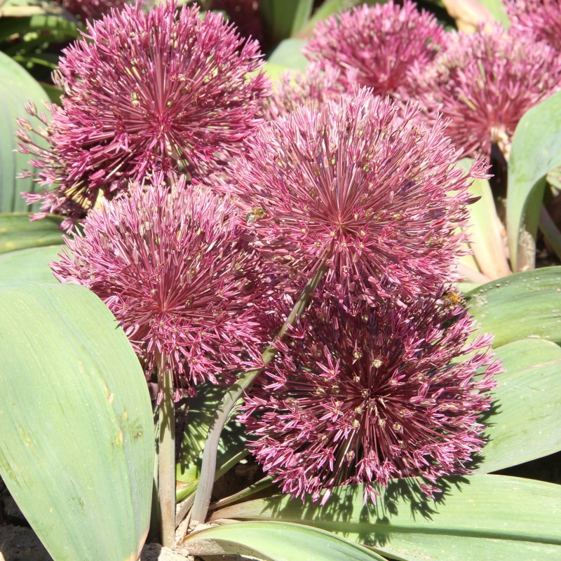 Allium nevskianum
