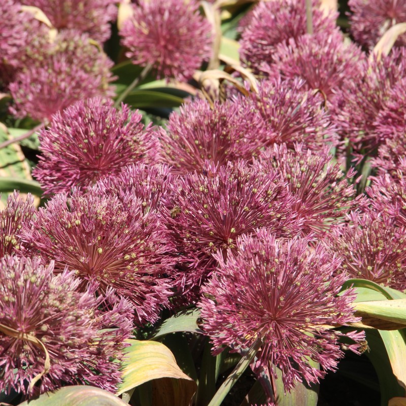 Allium nevskianum