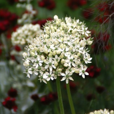 Allium nigrum