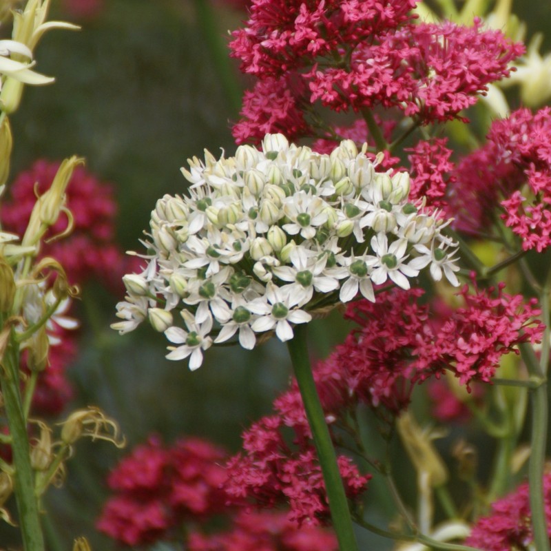 Allium nigrum