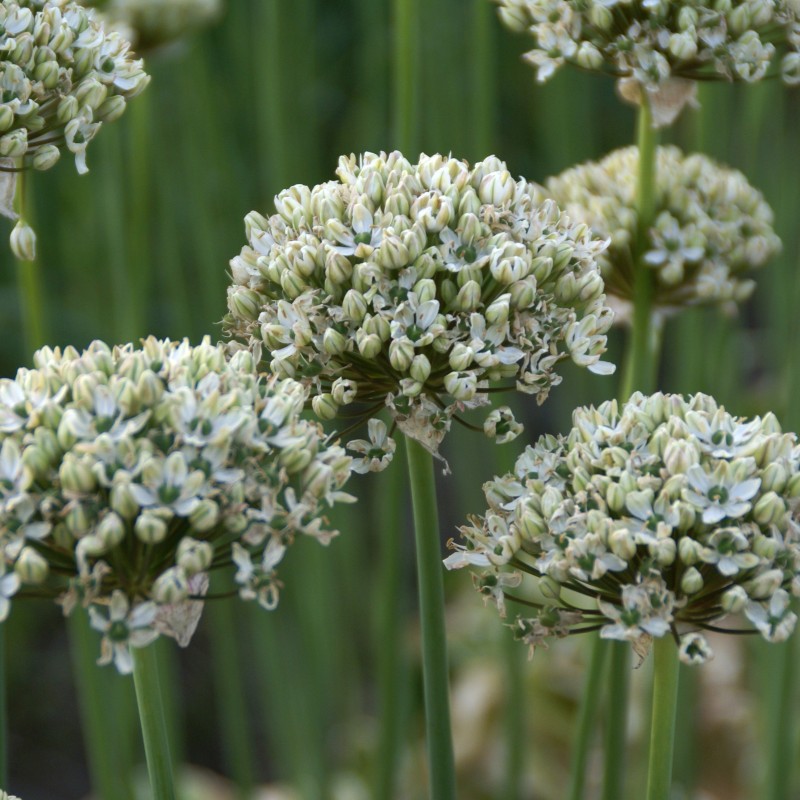 Allium nigrum