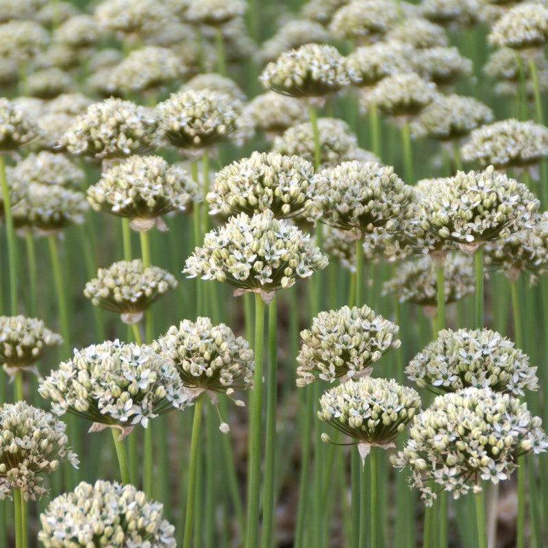 Allium nigrum