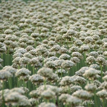 Allium nigrum