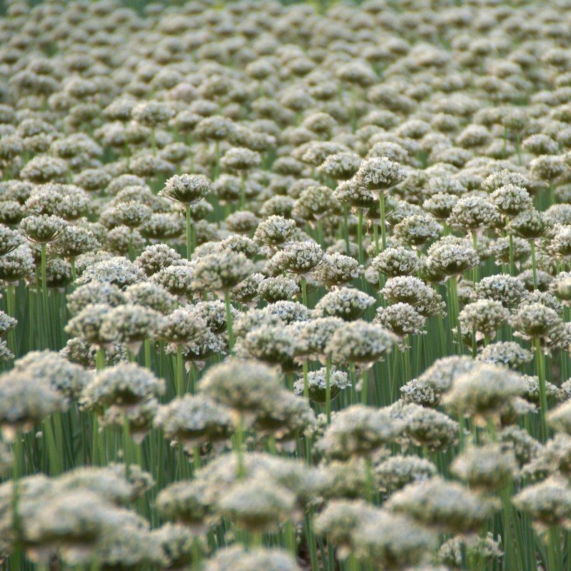 Allium nigrum