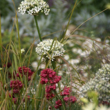 Allium nigrum