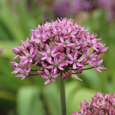 Allium nigrum 'Pink Jewel'