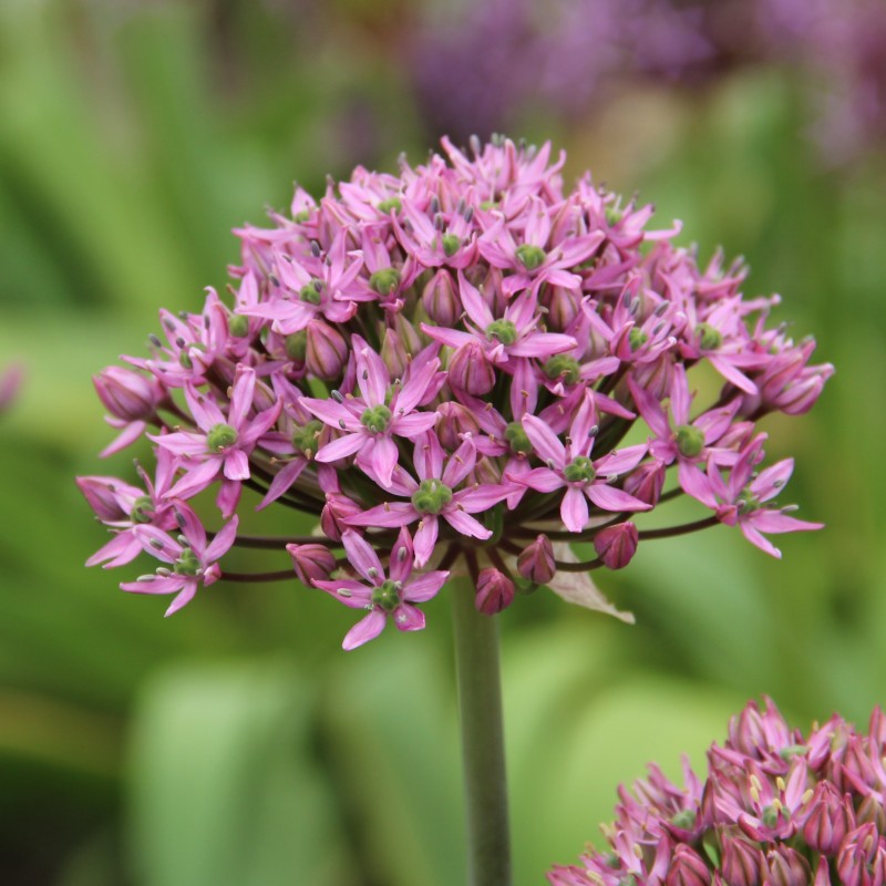 Allium nigrum 'Pink Jewel'