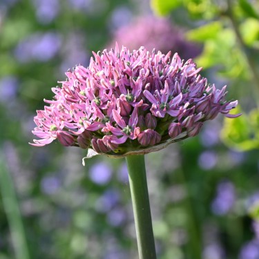 Allium nigrum 'Pink Jewel'