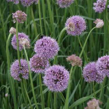 Allium nutans 'Caroline'