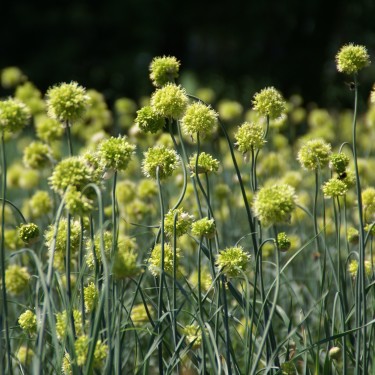 Allium obliquum