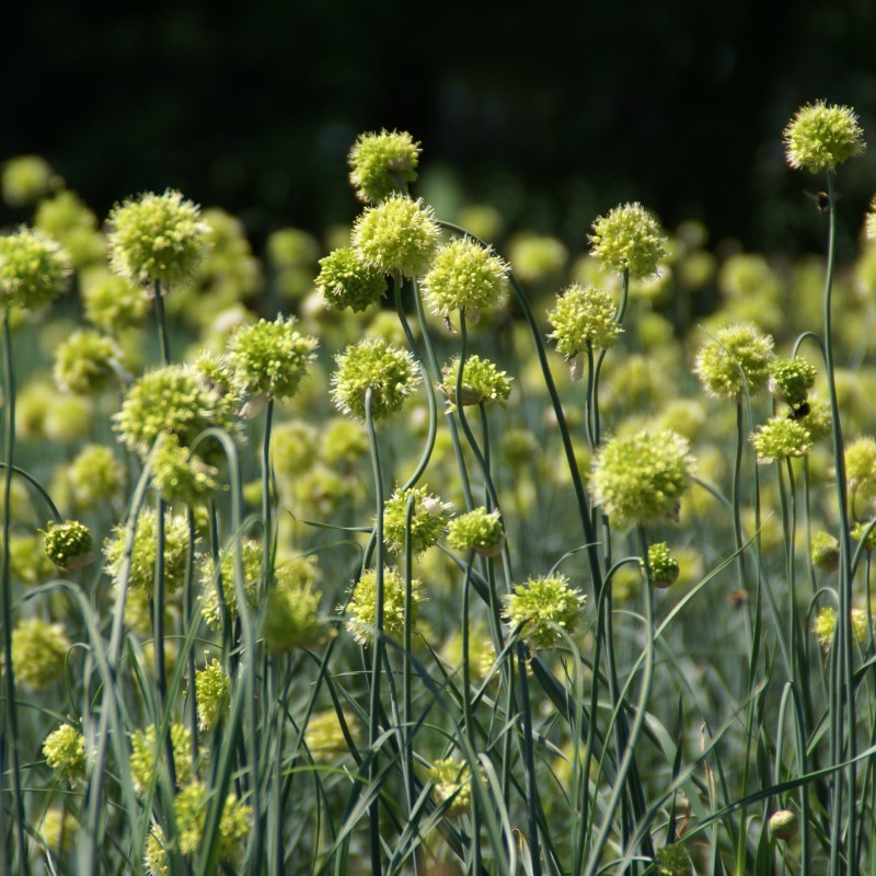 Allium obliquum