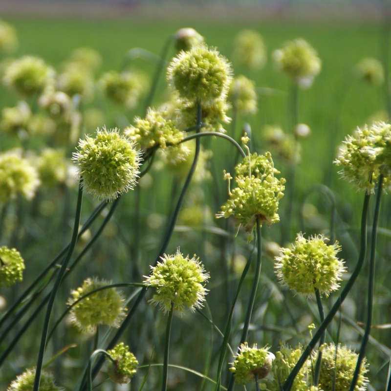 Allium obliquum