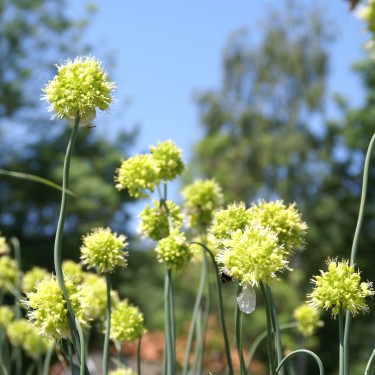 Allium obliquum