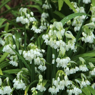 Allium paradoxum var. normale