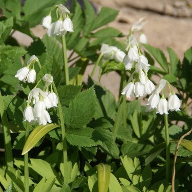 Allium paradoxum var. normale