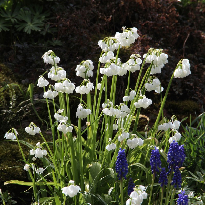 Allium paradoxum var. normale