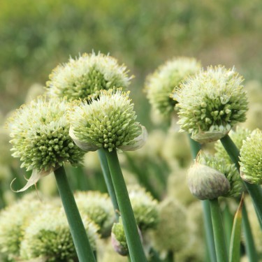 Allium pskemense