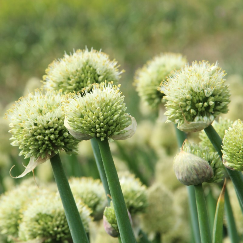 Allium pskemense