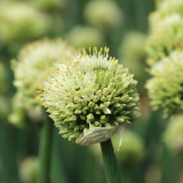 Allium pskemense